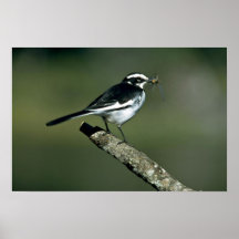 Wagtail de varios colores poster