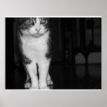 ¡wakko! poster
