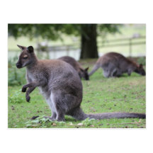 Wallaby de cuello rojo tarjeta postal