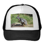 Wallaby de roca Amarillo-Con base, Australia Gorro