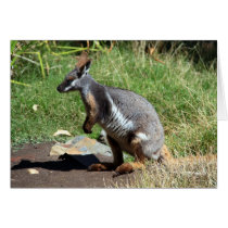 Wallaby de roca Amarillo-Con base, Australia tarjetas