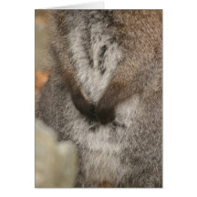 Wallaby Felicitacion