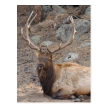 Wapiti de los alces postal