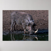 Warthog - verraco grande impresiones
