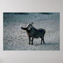 Warthog - verraco grande impresiones