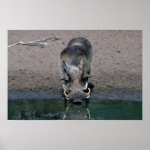 Warthog - verraco grande poster