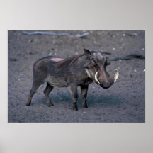 Warthog - verraco grande poster