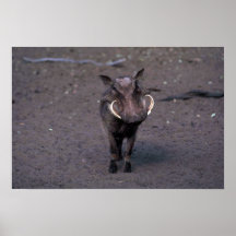 Warthog - verraco grande posters