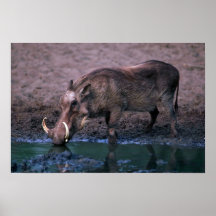 Warthog - verraco grande posters