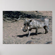 Warthog - verraco grande posters