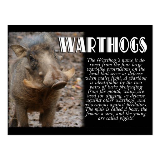 WARTHOGS con la descripción Postales