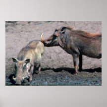 Warthogs - verraco (derecho) y cerda (izquierda) posters