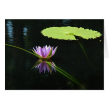 Waterlily 7 tarjeta