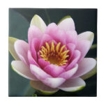 Waterlily azulejos