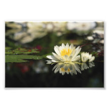 Waterlily blanco fotografias