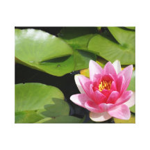 Waterlily el Sun Impresiones En Lienzo Estiradas
