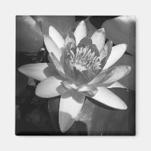 Waterlily Imán