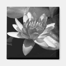 Waterlily Imanes