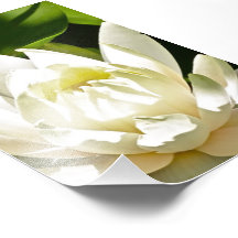 Waterlily Cojinete