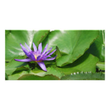 Waterlily púrpura tarjetas con fotos personalizadas