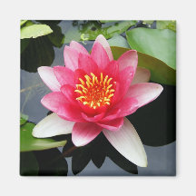 Waterlily rosado iman