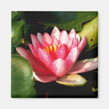 Waterlily rosado imán de frigorífico