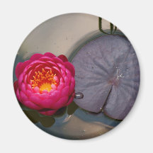 Waterlily rosado imán de nevera