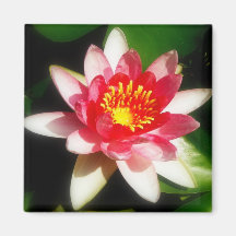 Waterlily rosado imanes de nevera