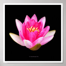 Waterlily rosado posters