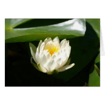 Waterlily sublime tarjetas