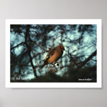Waxwing bohemio #01, (c) Jack Taylor, Zazzle.c… Impresiones