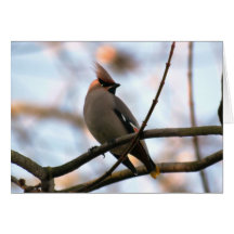 Waxwing bohemio tarjetas