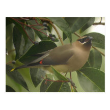 Waxwing con la baya tarjeta postal