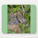 Waxwing de cedro con los polluelos tapete de ratón