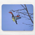 Waxwing de cedro que alimenta en bayas tapetes de raton