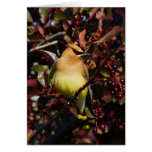 Waxwing de cedro tarjeton