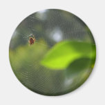 Web de araña imán