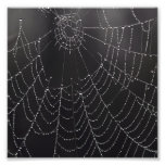Web en la niebla fotos