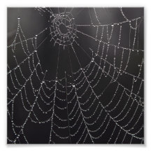 Web en la niebla fotos