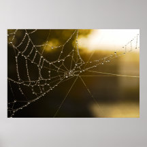 Web Poster