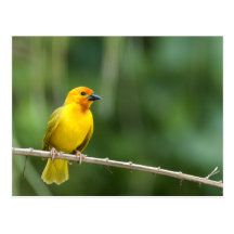 Weber Bird Postkarte