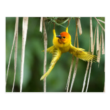 Weber Bird Postkarten