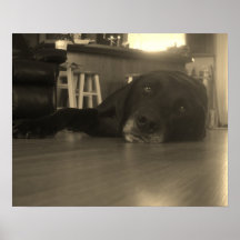 weimador cansado poster