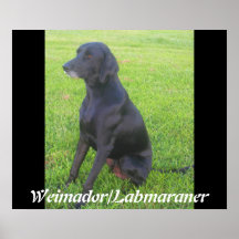 Weimador/Labmaraner Impresiones