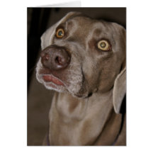 Weimaraner atento tarjeta