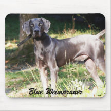 Weimaraner azul alfombrillas de ratones