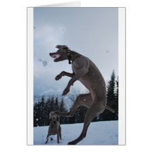 Weimaraner de salto tarjeta