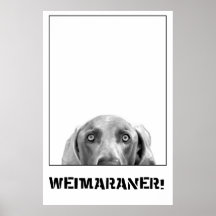 Weimaraner en un poster de la caja