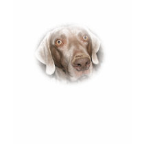 Weimaraner: Grayson