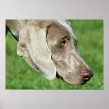 Weimaraner Impresiones